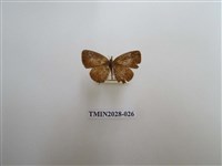 藏品(黑星灰蝶)的圖片